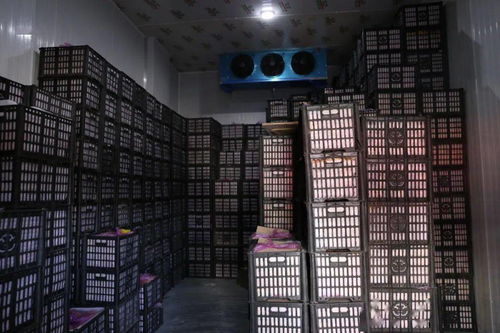 春節(jié)期間華南農(nóng)產(chǎn)品批發(fā)市場(chǎng)銷售創(chuàng)佳績(jī)，批發(fā)兼零售模式顯成效